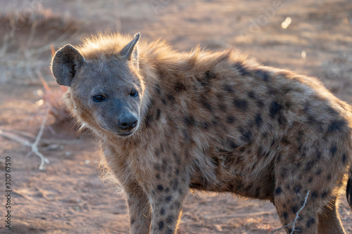 hyena in south africa
