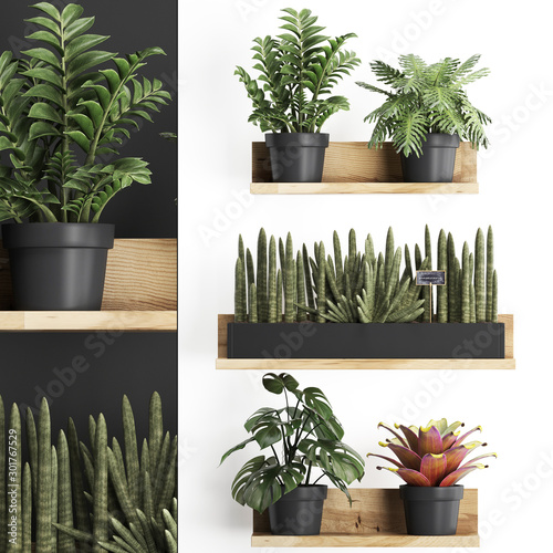3d illustration of decorative shelves with potted plants photo