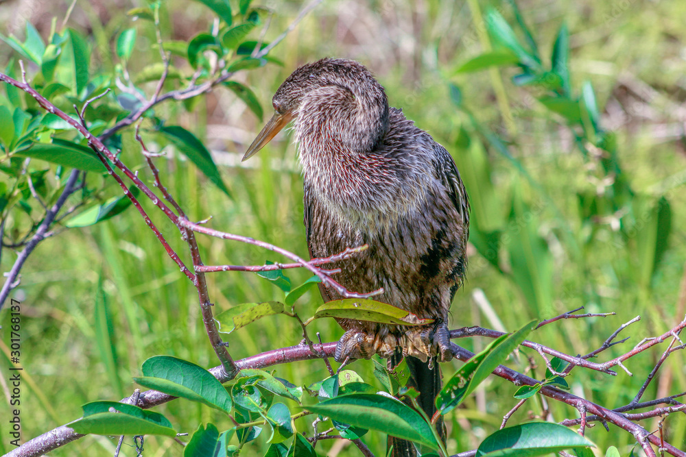 bird perched in a tree in the marsh of Florida bird perched in a tree in the marsh of Florida