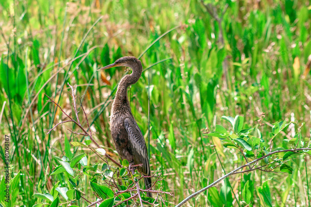 bird perched in a tree in the marsh of Florida bird perched in a tree in the marsh of Florida