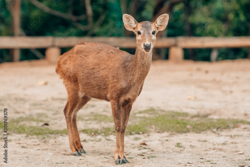 Young chital or cheetal also known as spotted deer or axis deer the young deer Young chital or cheetal also known as spotted deer or axis deer the young deer