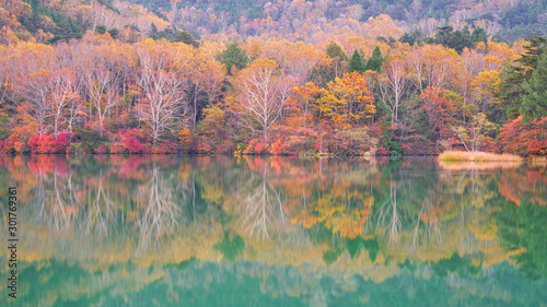 autumn in nikko japan with colorful trees and green pond