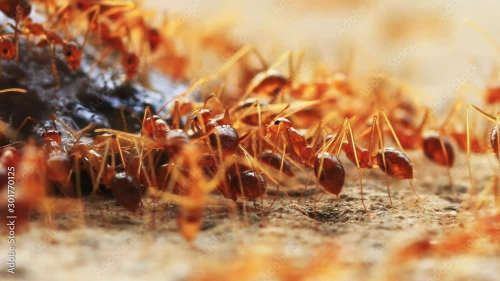 Group of ants worker on autumn background.