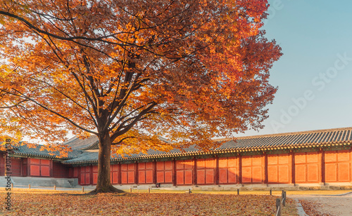 Big zelkova with autumn leaves at the oriental acient palace in Seoul, Korea. 