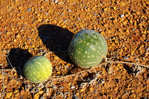 View of wild paddy melon (citrullus lanatus), an invasive species related to watermelon growing wild on roadsides in Western Australia