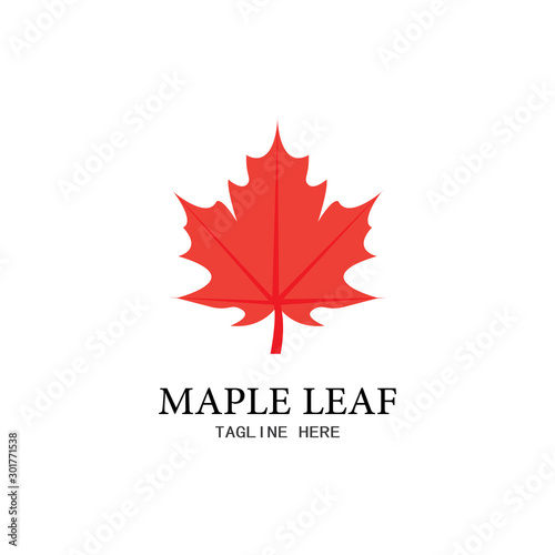 Maple leaf vector illustration