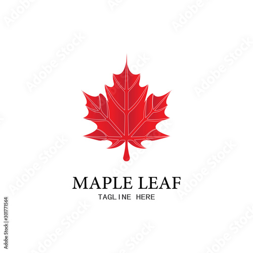 Maple leaf vector illustration