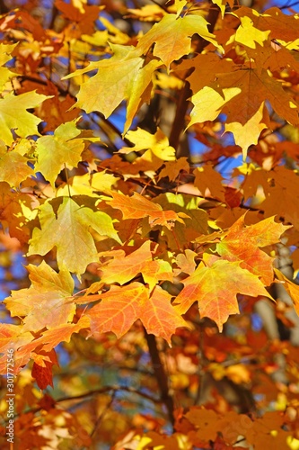 Colorful golden and red foliage of a maple tree in autumn