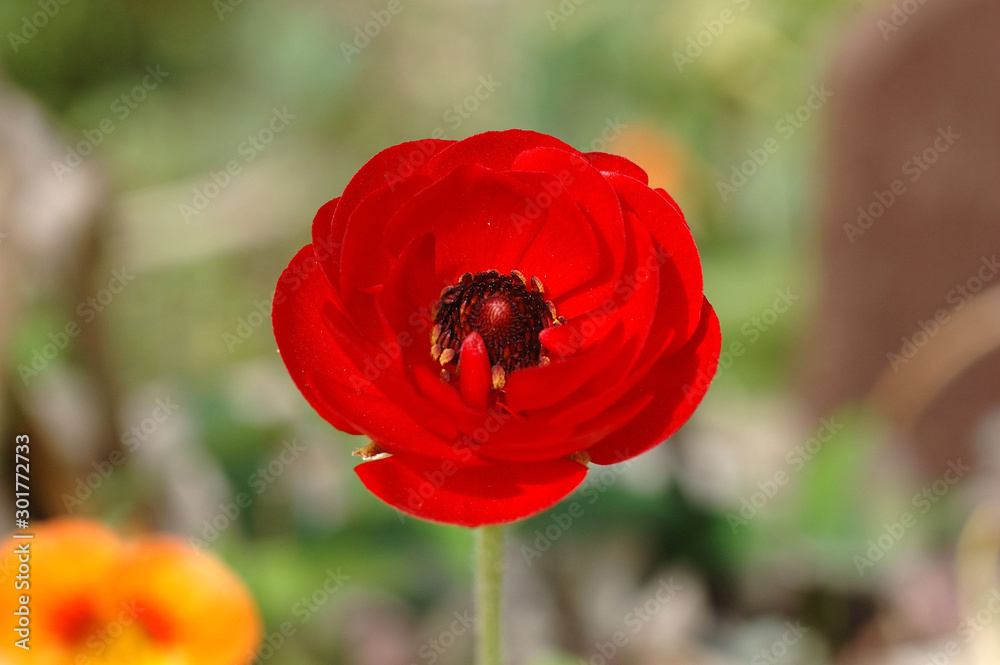Mak samoseika, Papaver rhoeas.