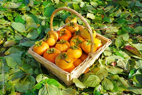 Basket of freshly picked  orange persimmon kaki fruits photo