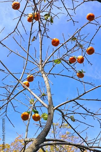 Orange persimmon kaki fruits growing on a tree in the fall photo