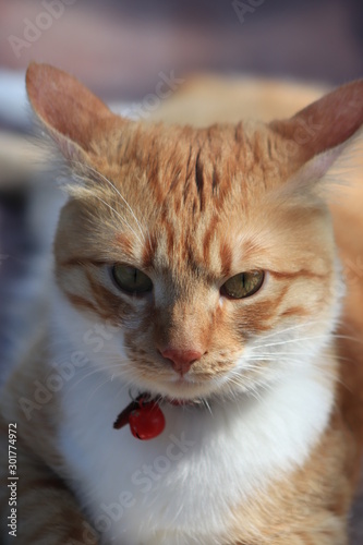 cat