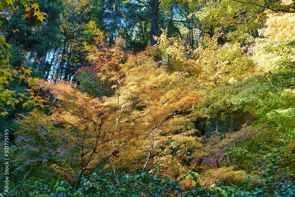Autumn view of the landmark Portland Japanese Garden in Portland, Oregon
