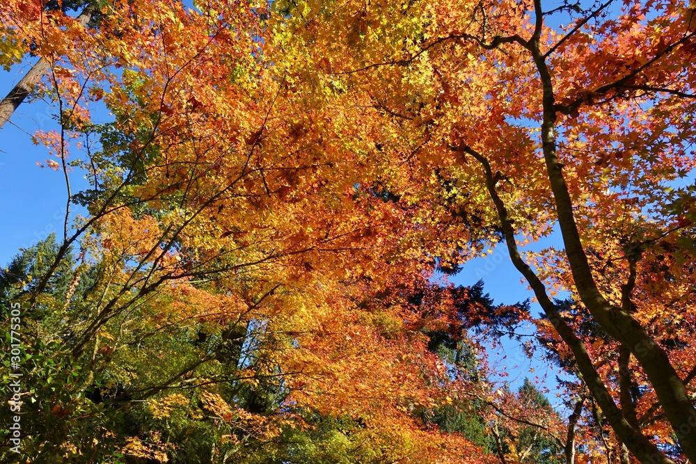 Autumn view of the landmark Portland Japanese Garden in Portland, Oregon