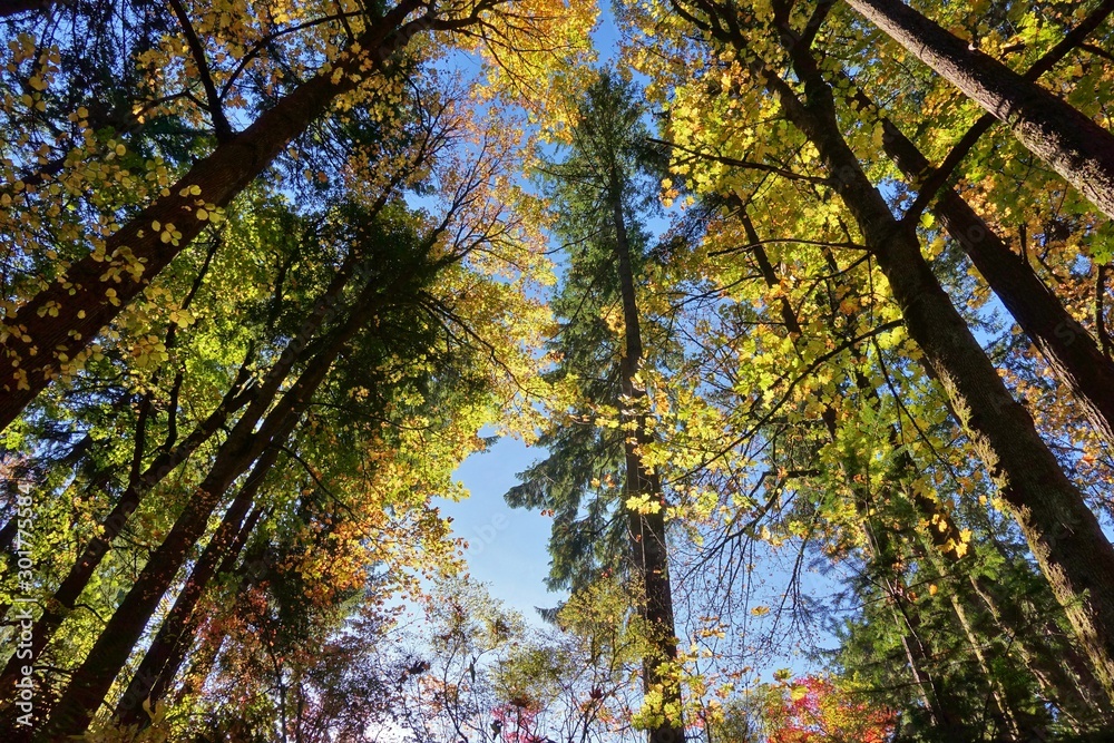 Autumn view of the landmark Portland Japanese Garden in Portland, Oregon