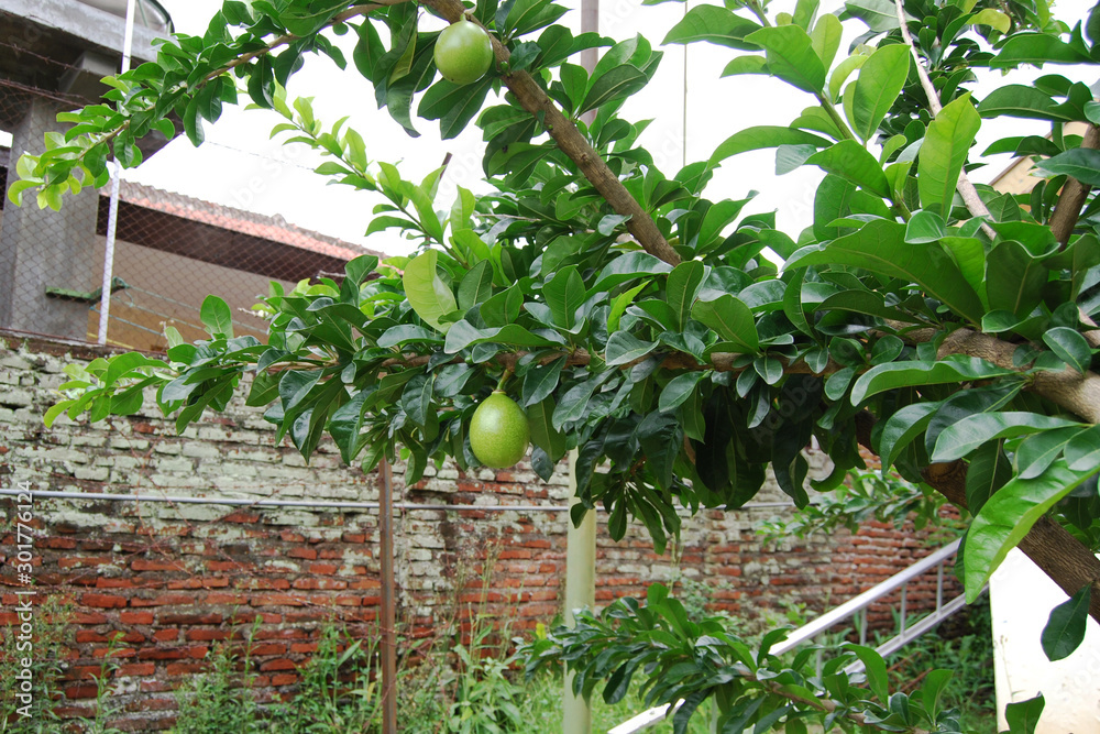 Mojo Fruit (Buah Maja) in Singhasari Temple (Candi Singosari) Area