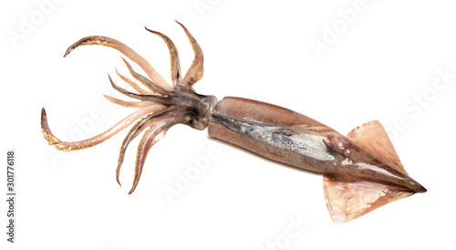 Fresh squid isolated on white background 