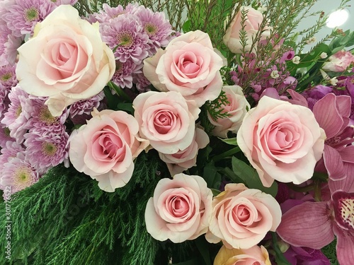 Dark Pink rose and Bright Pink rose flower