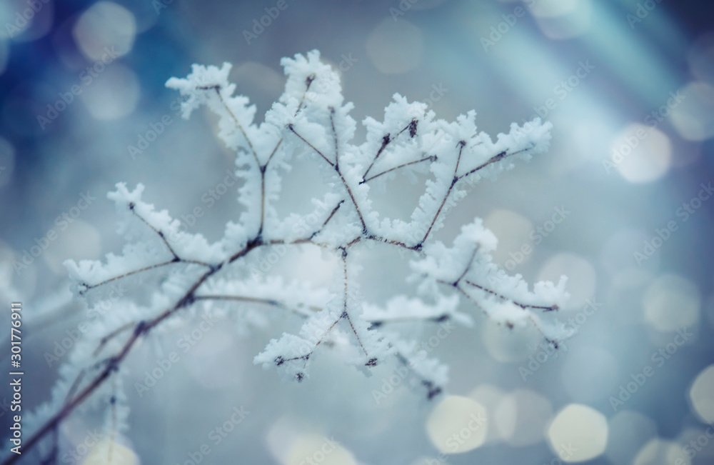 Branches under snow in hoarfrost, winter blurred natural background with bokeh, copy space