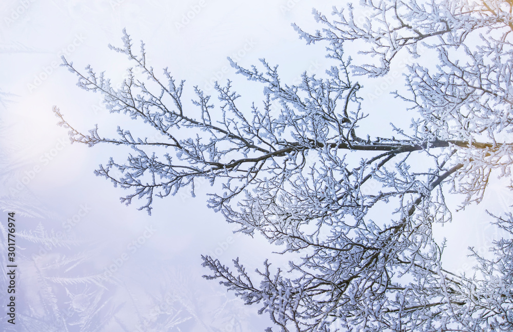 Obraz premium Branches under snow in hoarfrost, winter blurred natural background with bokeh, copy space