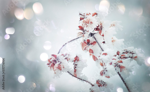 Branches under snow in hoarfrost, winter blurred natural background with bokeh, copy space