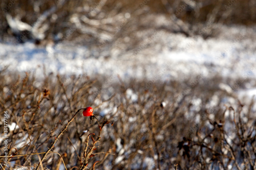 Lonely red rosehip on a background of snowy forest edge Lonely red rosehip on a background of snowy forest edge