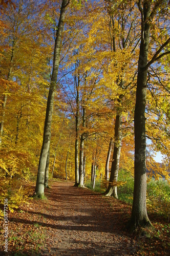 Herbstwald mit gelben Bl  ttern