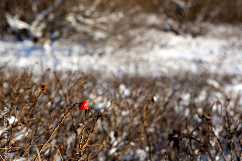 Lonely red rosehip on a background of snowy forest edge