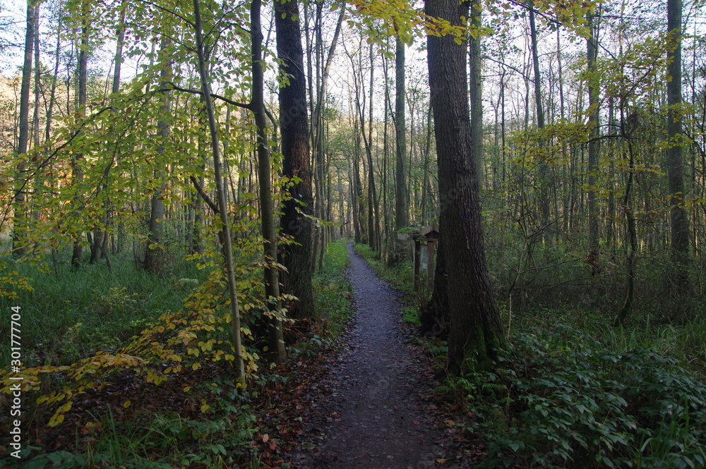 Fototapeta premium Schmaler Moorweg