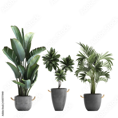 3d illustration of tropical plants on white background