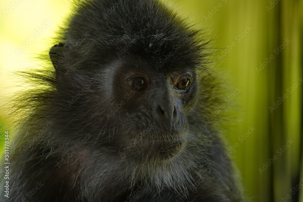 East Malaysia. island of Borneo. The name of the monkey Langur (monkey family) comes from a word that in Hindi means East Malaysia. island of Borneo. The name of the monkey Langur (monkey family) comes from a word that in Hindi means
