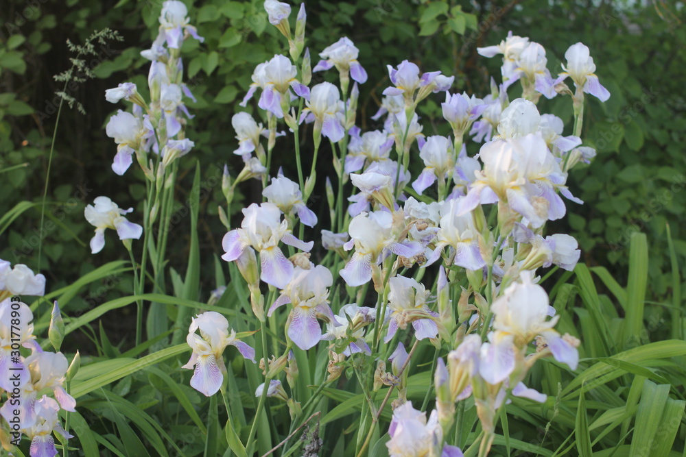 Irises Irises