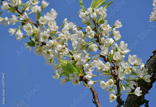 beautify spring flowers on tree