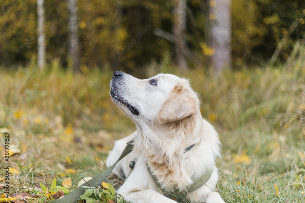 Golden retriever pale young dog is running on the grass Golden retriever pale young dog is running on the grass