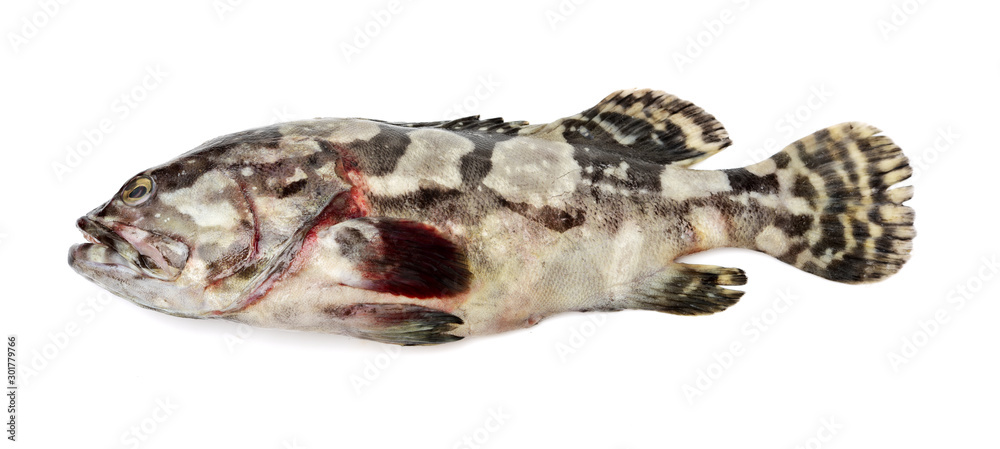 Grouper Fish on white background Grouper Fish on white background