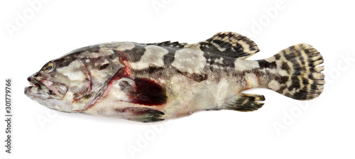 Grouper Fish on white background photo