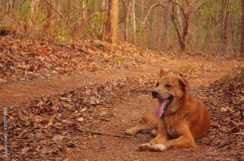 Thai dog lay​ down​ on the ground in the forest feeling sleepy and sticking out his tongue.