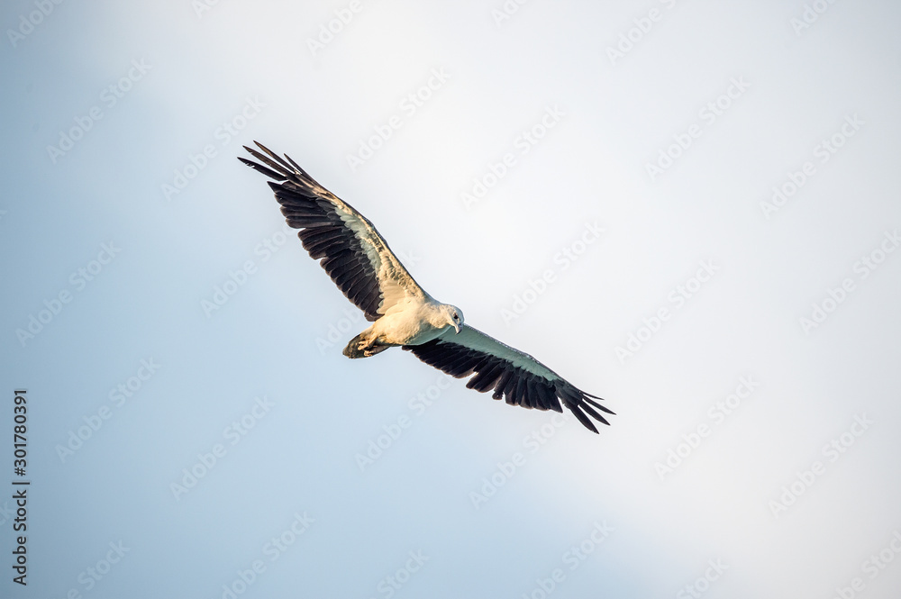 Obraz premium White-bellied Sea Eagle (Formal Name: Haliaeetus leucogaster)