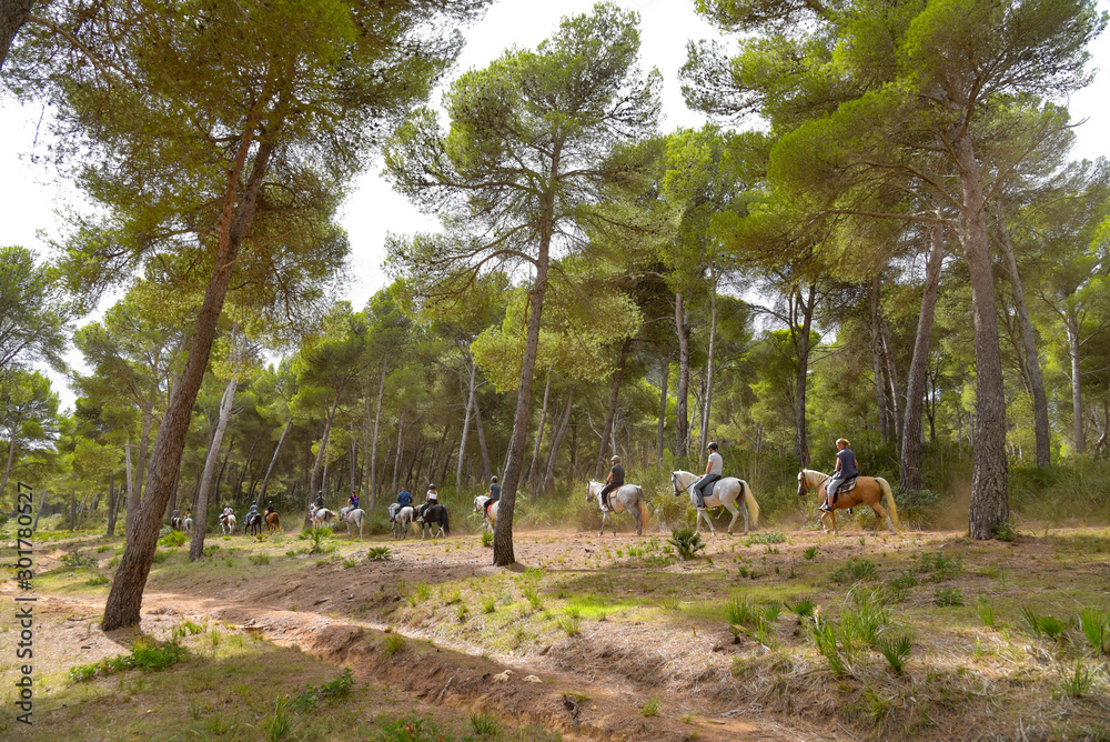 Reiten im Pinienwald auf der Insel Mallorca