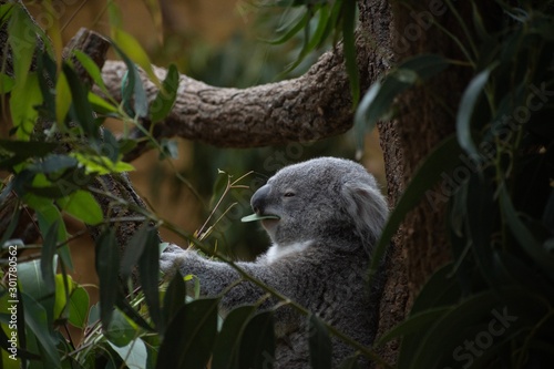 Canvas Print コアラ