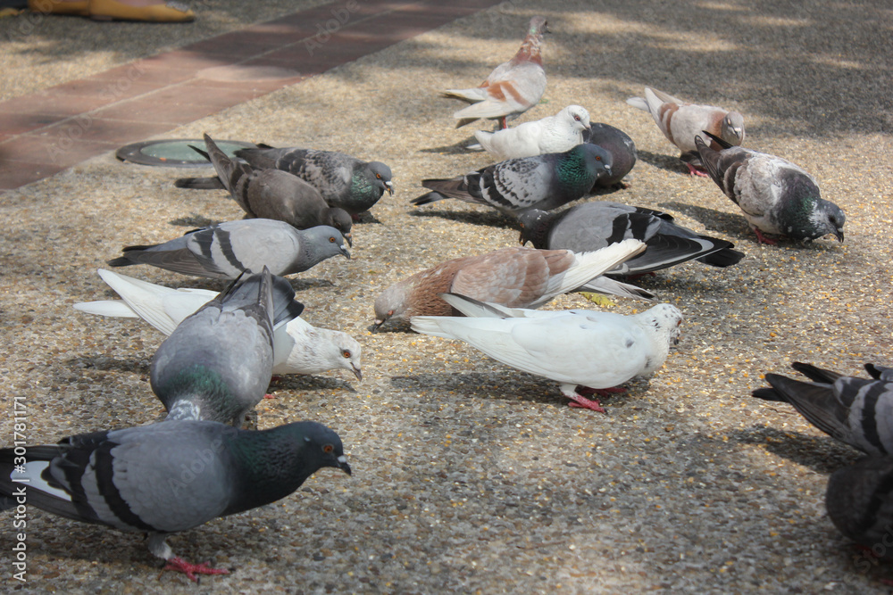 Fototapeta premium Pigeons are eating food, corn, grainson the ground at Tha Phae Gate, Chiangmai, Thailand.