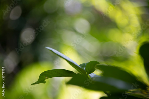 Green leaves with blurred bright forest background.