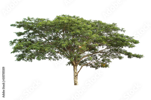 The tree on a isolated white background,clipping paths