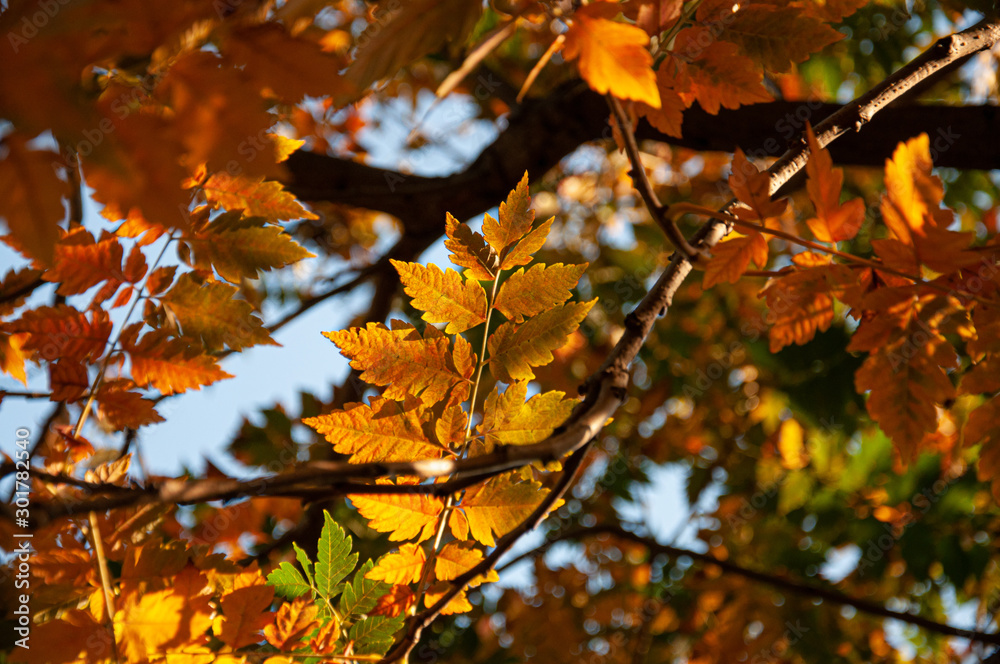 Autumn walks