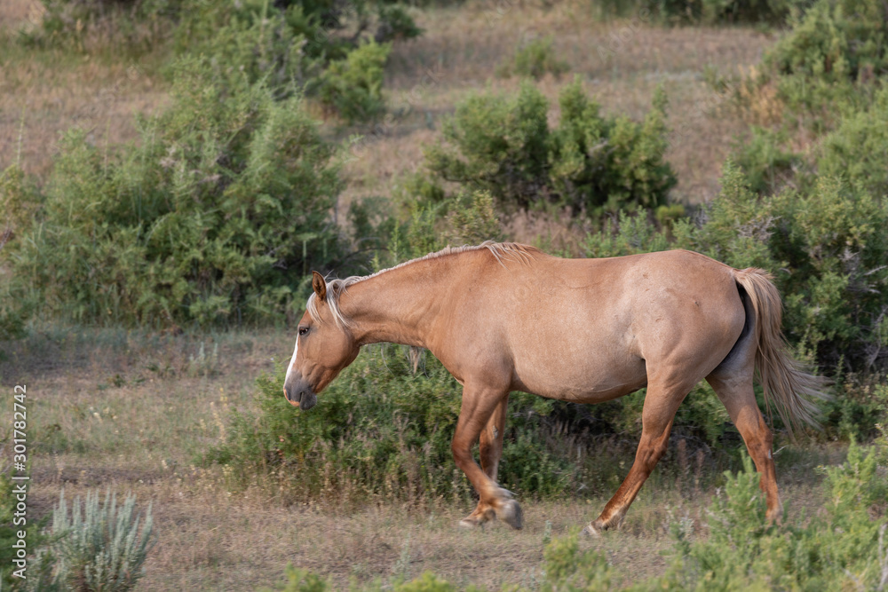 Fototapeta premium Beautiful Wild Horse in the Sand Wash Basin Colorado in Summer