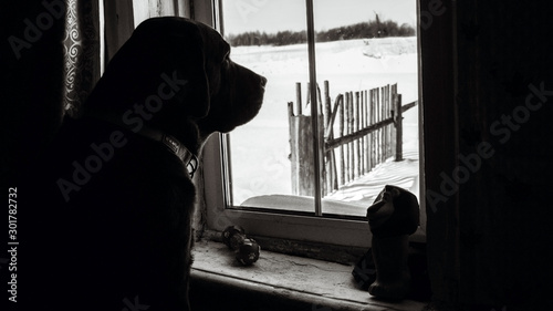 Brown Labrador Retriever looks out the window. The dog sits by the window in winter in a wooden house in the village. Black and white photography.