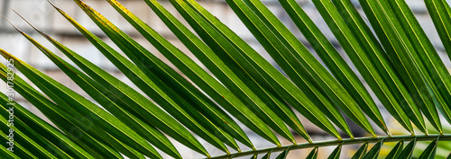 Palm tree leaves panoramic background