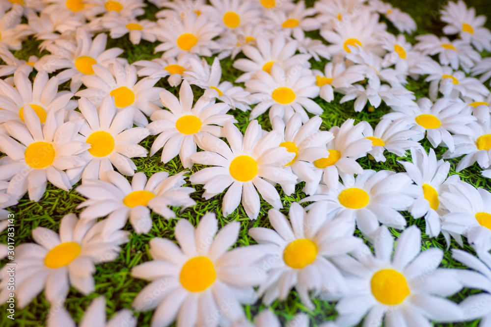 White and yellow Daisys and green grass closeup. 