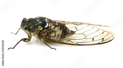 cicada insect isolated on white background © zcy