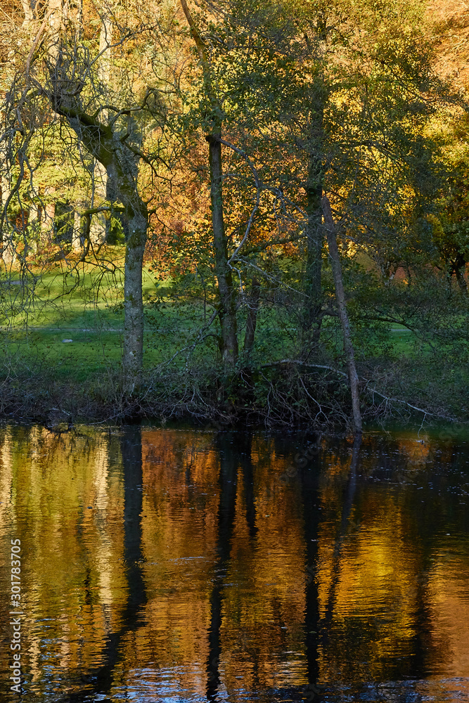 Autumn reflection golden colour Autumn reflection golden colour